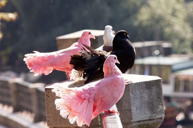 這讓他被球 這讓他被球