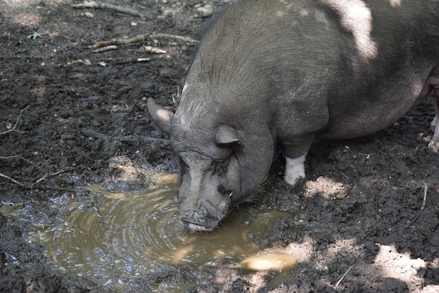 真誠祝福尼克斯球星唐斯29歲生日快樂.
